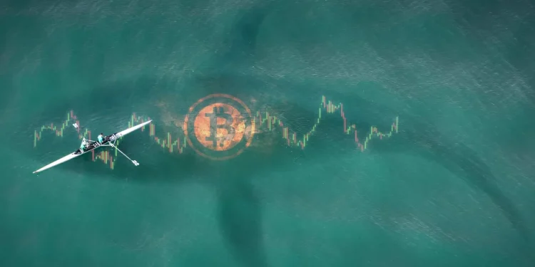 $53M Bitcoin Short Raises Eyebrows as Whale Bets on Market Turmoil